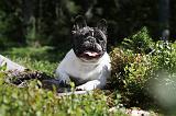 BOULEDOGUE FRANCAIS 078